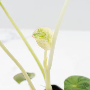 Peperomia 'Raindrop' variegated (wk26-UD)