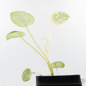 Peperomia 'Raindrop' variegated (wk26-UD)