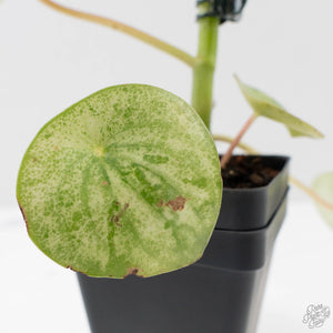 Peperomia 'Raindrop' Variegated (wk40-U29)