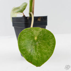 Peperomia 'Raindrop' Variegated (wk40-U29)