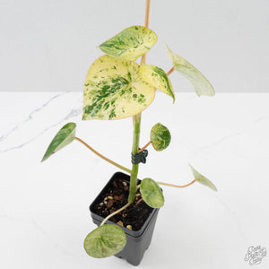 Peperomia 'Raindrop' Variegated (wk40-U29)