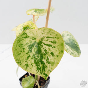 Peperomia 'Raindrop' Variegated (wk40-U29)