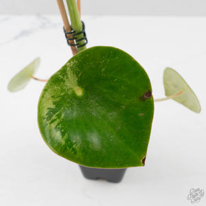 Peperomia 'Raindrop' Variegated (wk40-U29)