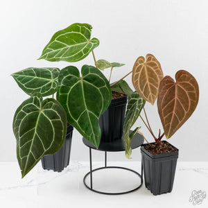 Anthurium sp. 'RPF Living Wall' Phantom