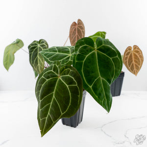 Anthurium sp. 'RPF Living Wall' Phantom