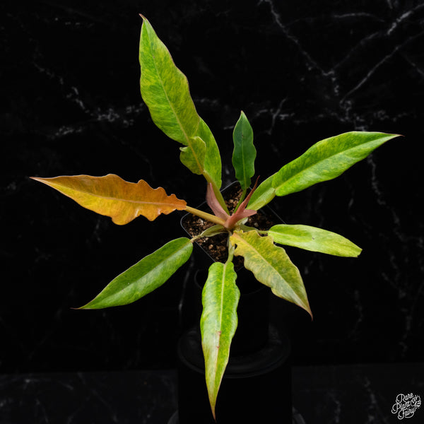 Philodendron 'Golden Crocodile Marble' *Grower's Choice*