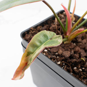 Philodendron Atabapoense Variegated (wk35-L202)