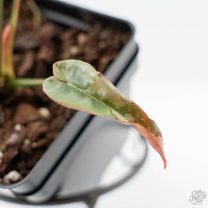Philodendron Atabapoense Variegated (wk42-L202)