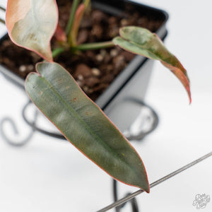 Philodendron Atabapoense Variegated (wk42-L202)