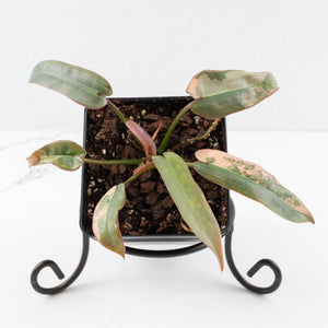 Philodendron Atabapoense Variegated (wk35-L202)