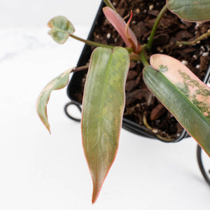 Philodendron Atabapoense Variegated (wk35-L202)