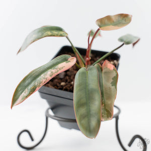 Philodendron Atabapoense Variegated (wk42-L202)