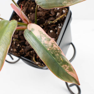 Philodendron Atabapoense Variegated (wk35-L202)