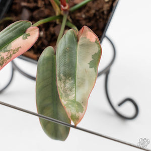 Philodendron Atabapoense Variegated (wk42-L202)