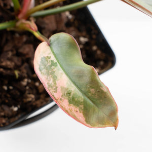 Philodendron Atabapoense Variegated (wk35-L202)