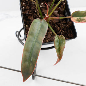 Philodendron Atabapoense Variegated (wk35-L202)