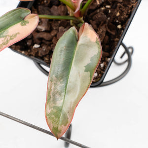 Philodendron Atabapoense Variegated (wk35-L202)