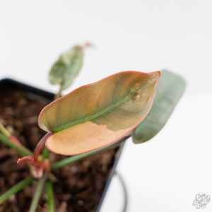 Philodendron Atabapoense Variegated (wk42-L202)
