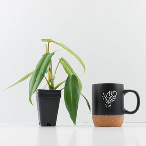 Philodendron 'Belle Isle'