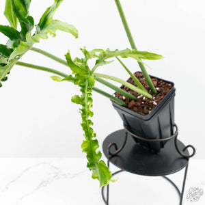 Philodendron 'Belle Isle' (wk25-UJ)