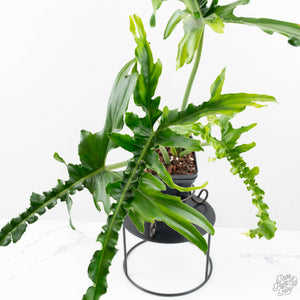 Philodendron 'Belle Isle' (wk25-UJ)