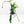Philodendron 'Belle Isle' (wk25-UJ)