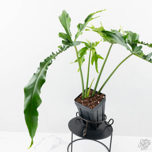 Philodendron 'Belle Isle' (wk25-UJ)