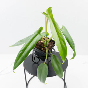 Philodendron 'Belle Isle'