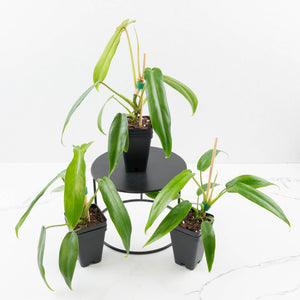 Philodendron 'Belle Isle'