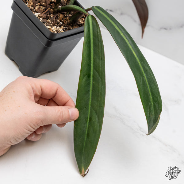 Philodendron Bicolor (wk48-P)