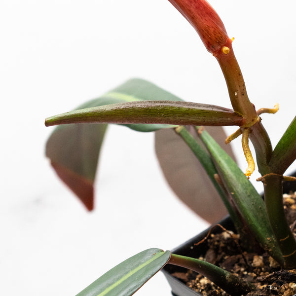 Philodendron Bicolor (wk48-P)