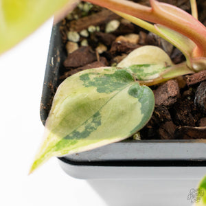 Philodendron 'Billietiae' Variegated (wk26-B)