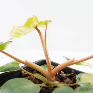 Philodendron 'Billietiae' Variegated (wk26-B)