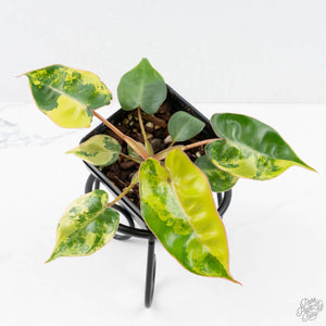 Philodendron 'Billietiae' Variegated (wk26-B)