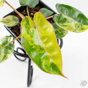 Philodendron 'Billietiae' Variegated (wk26-B)