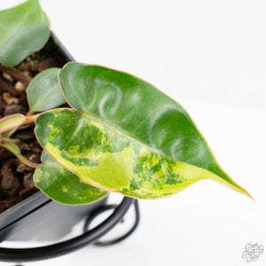 Philodendron 'Billietiae' Variegated (wk26-B)