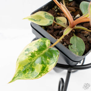 Philodendron 'Billietiae' Variegated (wk26-B)