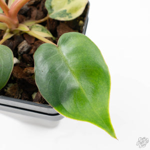 Philodendron 'Billietiae' Variegated (wk26-B)
