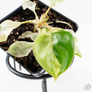 Philodendron 'Billietiae' albo variegated (wk29-UJ)