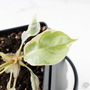 Philodendron 'Billietiae' albo variegated (wk29-UJ)