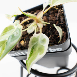 Philodendron 'Billietiae' albo variegated (wk29-UJ)