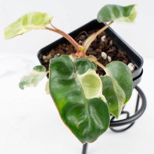 Philodendron 'Billietiae' albo variegated (wk30-UH)