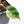 Philodendron 'Billietiae' albo variegated (wk30-UH)