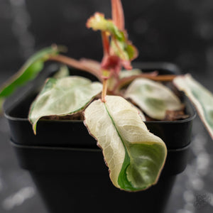 Philodendron 'Billietiae' albo variegated (wk42-U122)