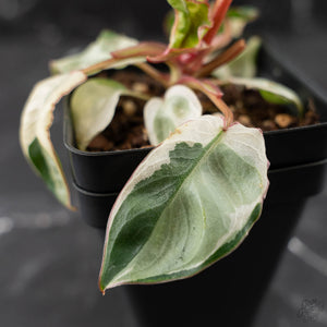 Philodendron 'Billietiae' albo variegated (wk42-U122)