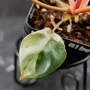 Philodendron 'Billietiae' albo variegated (wk43-U63)