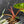 Philodendron 'Billietiae' albo variegated (wk43-U63)