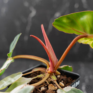 Philodendron 'Billietiae' albo variegated (wk43-U63)