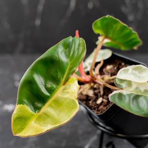 Philodendron 'Billietiae' albo variegated (wk43-U63)