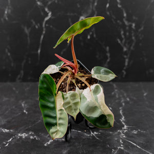 Philodendron 'Billietiae' albo variegated (wk43-U63)